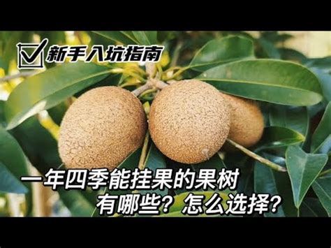 適合北部種植的果樹|臺灣各地區適合栽種的果樹苗